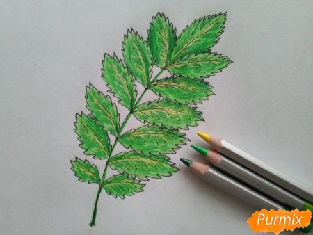 Поэтапное рисование листьев рябины