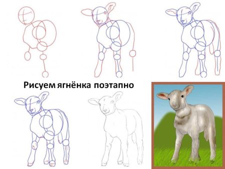 Овца поэтапное рисование