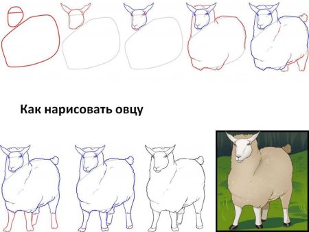 Баран поэтапное рисование