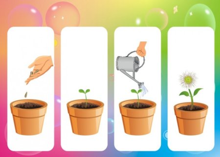 Алгоритм посадки растения для детей