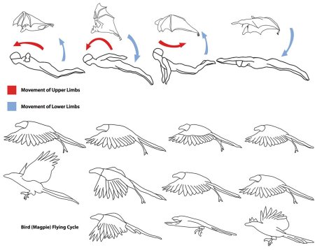 Референс полёта птицы