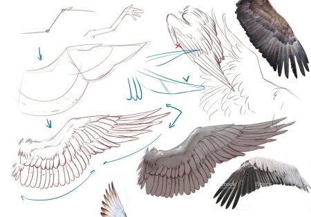 Крылья ангела референс сложенные