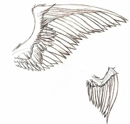 Крылья сбоку референс