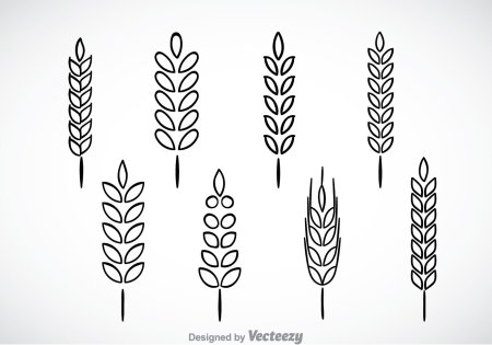 Колосья пшеницы рисунок поэтапно (41 фото)