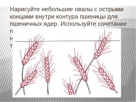 Рисование Колоса пшеницы для подготовишек