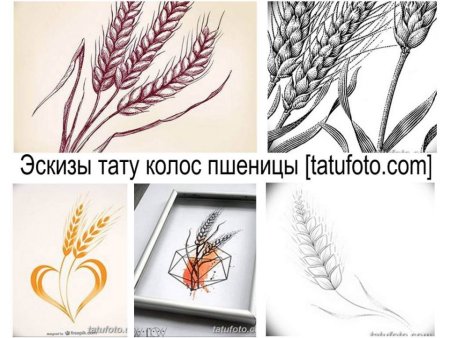 Раскраска колосок пшеницы для детей