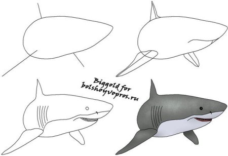 Акула рисунок