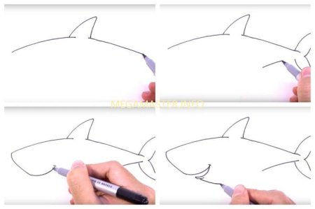 How draw Shark