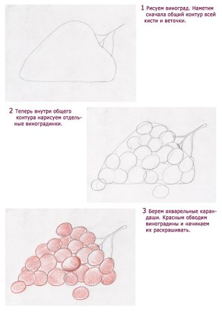 Поэтапное рисование гроздь винограда