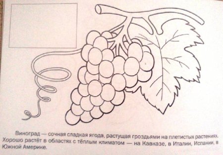 Рисуем виноград поэтапно