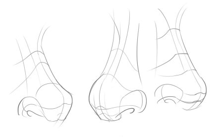 Нос снизу референс