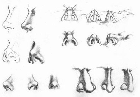 Нос снизу референс