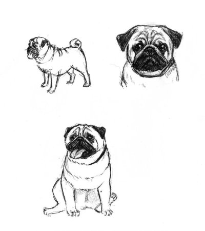 Мопс картинки