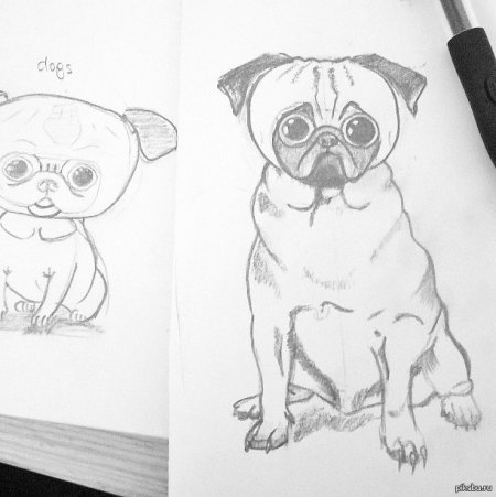 Нарисовать МОПСА карандашом поэтапно для начинающих