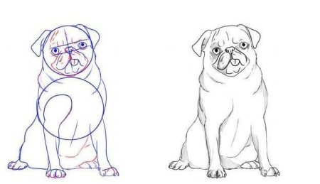 Мопс карандашом для срисовки легко