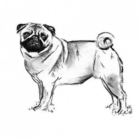 Поэтапное рисование собаки Мопс