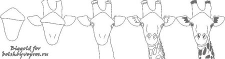 Нарисовать морду жирафа поэтапно