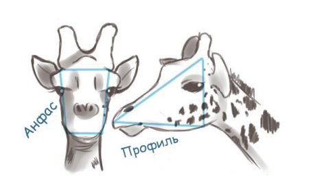 Нарисовать морду жирафа поэтапно