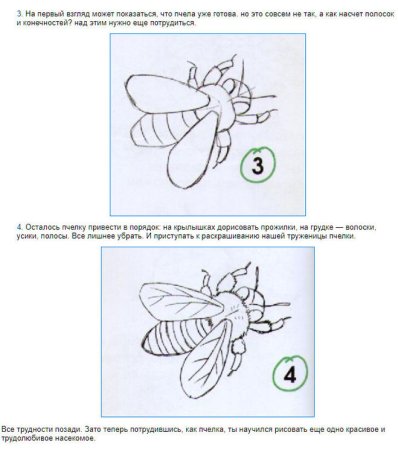 Поэтапное рисование пчелки