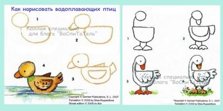 Поэтапное рисование гуся