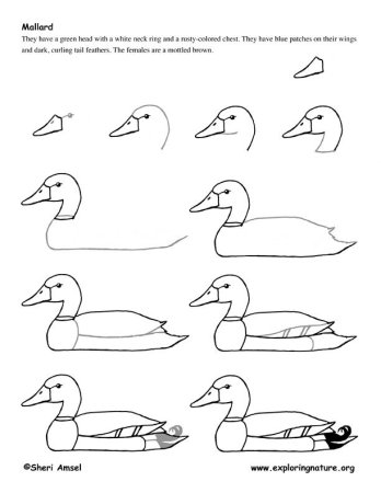 Рисование утки
