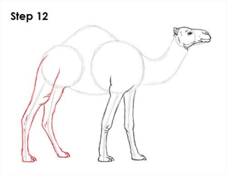 Поэтапное рисование верблюда для детей