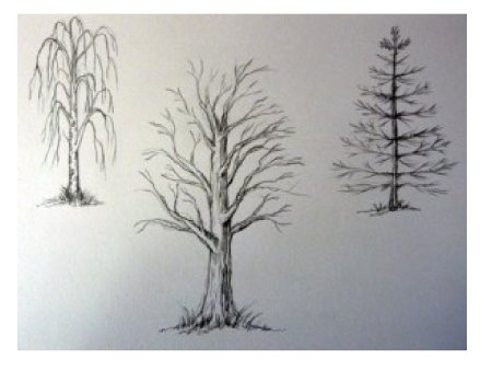 Рисование деревьев разных пород