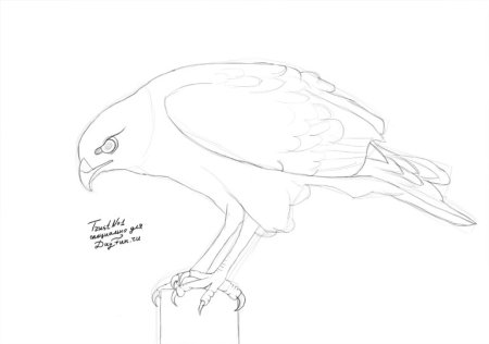 Сокол рисунок карандашом поэтапно