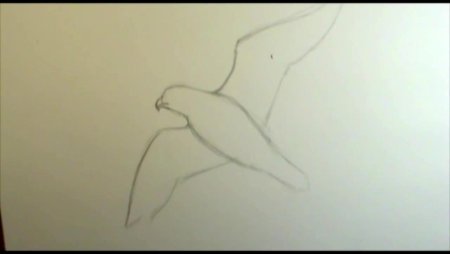 Рисование Сокола поэтапно для начинающих