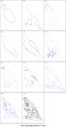 Сокол пошаговое рисование