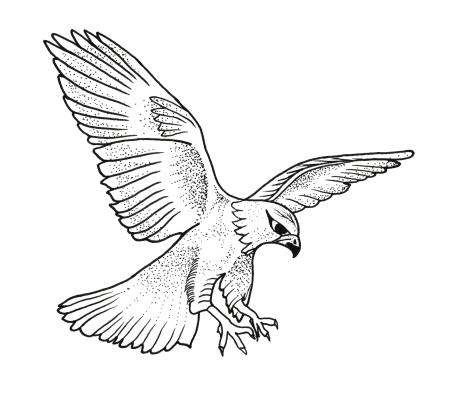 Финист Ясный Сокол разукрашка