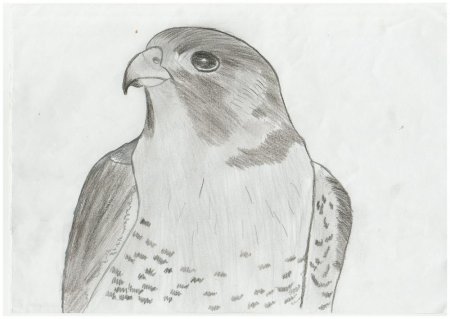 Сапсан карандашом