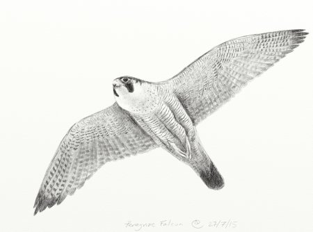 Сапсан птица