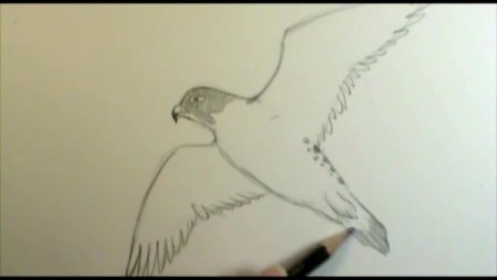 Сапсан для детей карандашом