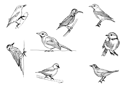 Линейный рисунок птицы