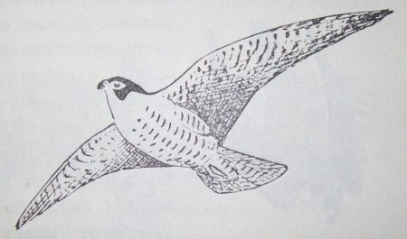 Срисовка Сокола птица