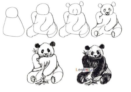 Малая панда рисунок поэтапно (46 фото)