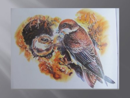 Астафьев в. "Стрижонок скрип"