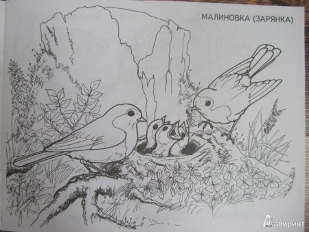 Стрижонок скрип рисунок