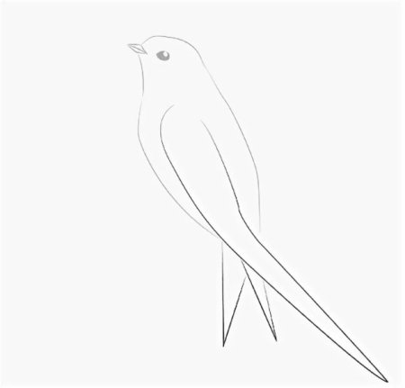 Стриж рисунок карандашом