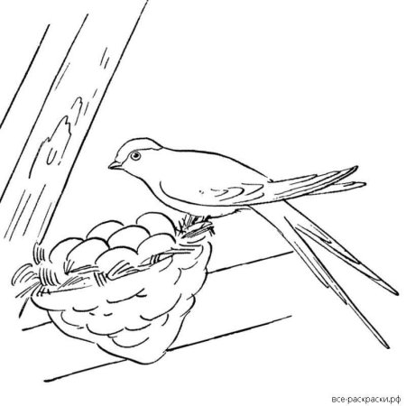 Гнездо ласточки раскраска для детей