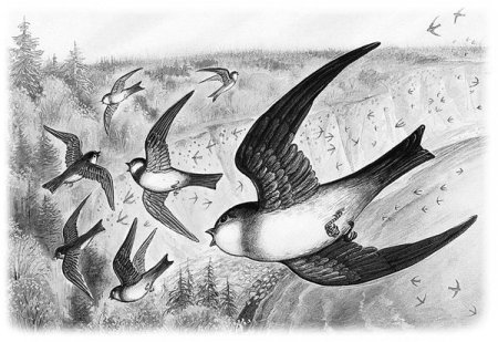 Бианки Лесные домишки Ласточка береговушка