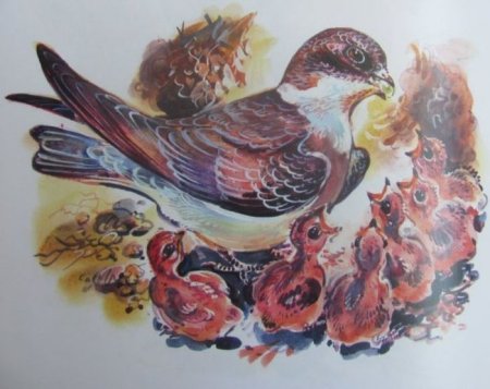 Астафьев Стрижонок