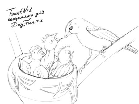 Птица в гнезде рисунок карандашом