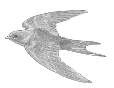 Стриж рисунок карандашом