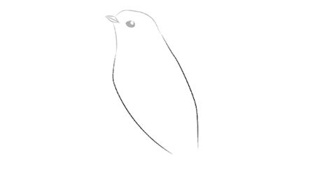 Стрижонок рисунок карандашом