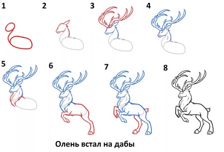 Поэтапное рисование оленя