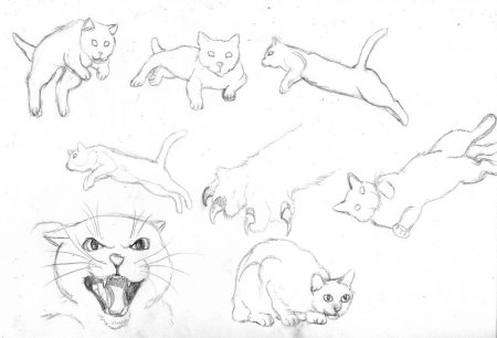Зарисовки кошки в движении