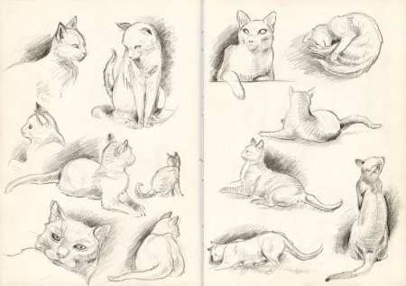 Набросок кота