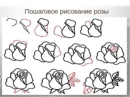 Этапы рисования розы